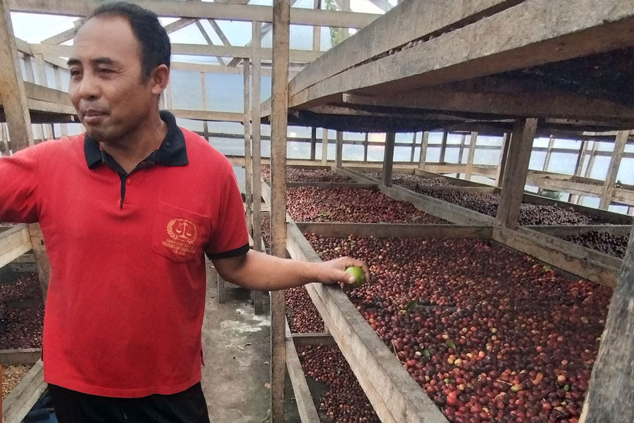 ARABICA KINTAMANI ANAEROBIC – ASLI COFFEE