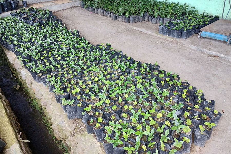 NORTH SUMATERA LINTONG