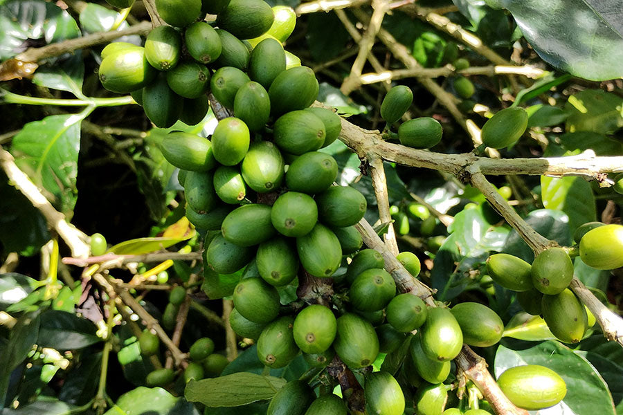 NORTH SUMATERA LINTONG