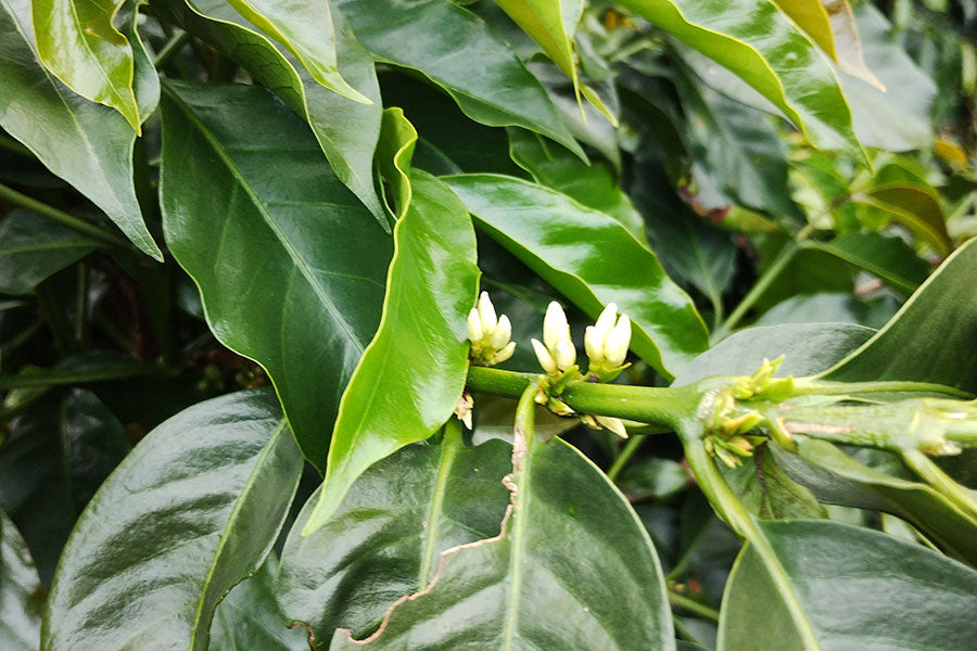 NORTH SUMATERA LINTONG