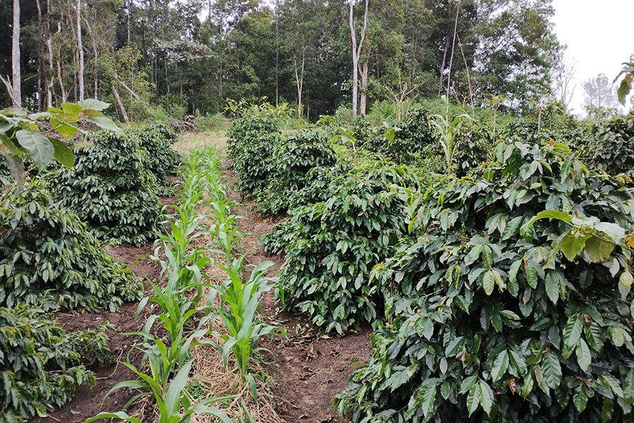 NORTH SUMATERA LINTONG