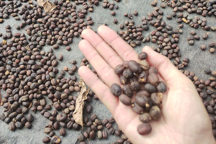 ARABICA KINTAMANI ANAEROB