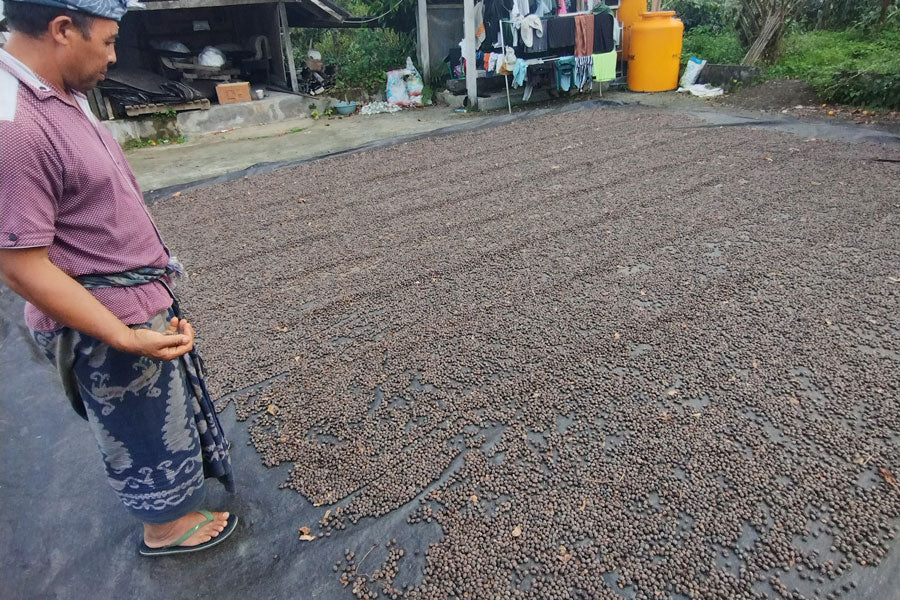 ARABICA KINTAMANI ANAEROB