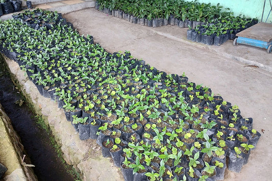 NORTH SUMATERA LINTONG